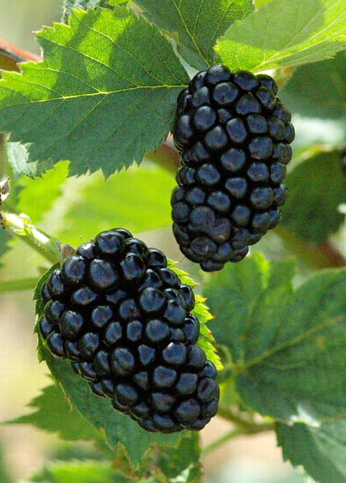 Blackberry, Thornless 'Natchez' (Rubus)