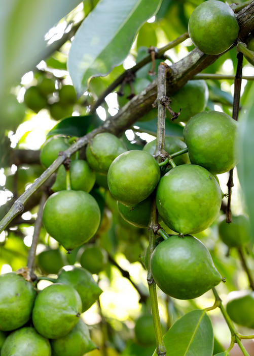 Black Sapote ‘Reineke’ (Diospyros nigra)