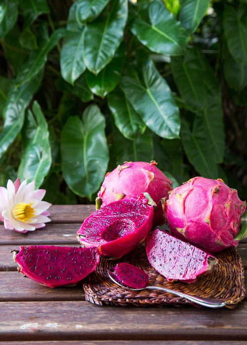Dragon Fruit, Red 'Tricia' (Hylocereus polyrhizus)