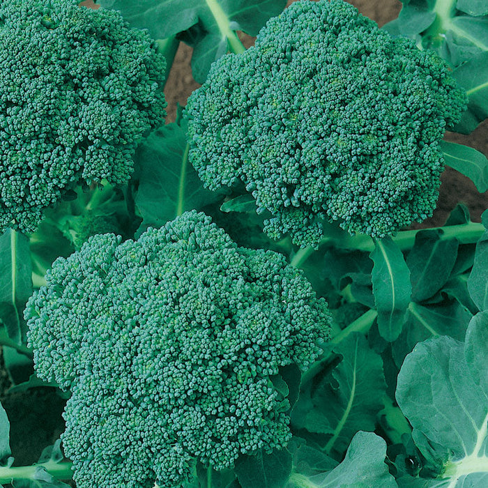 Calabrese Broccoli Seeds (Organic)