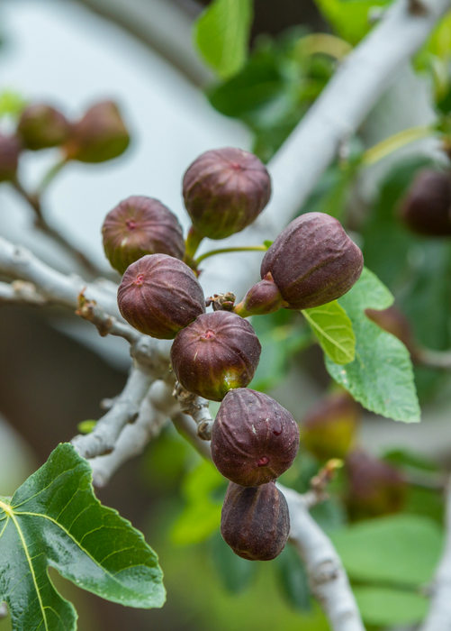 Fig 'Brown Turkey' (Ficus carica)