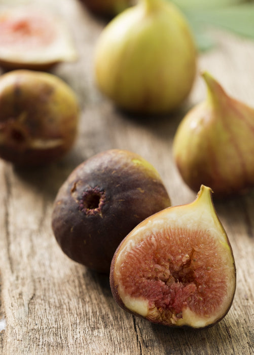 Fig 'Brown Turkey' (Ficus carica)