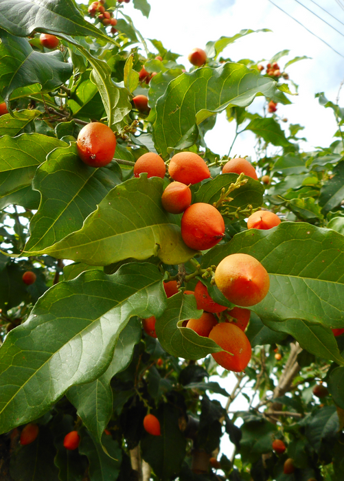 Peanut Butter Fruit (Bunchosia argentea)