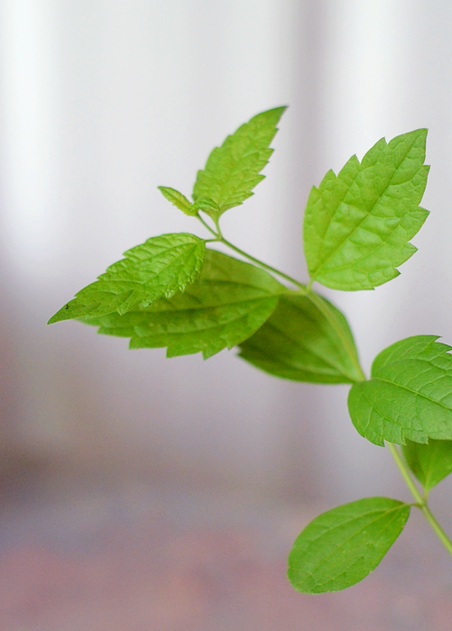 Calea Dream Herb (Calea Zacatechichi)