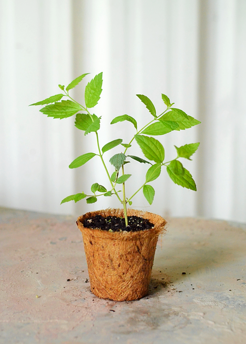 Calea Dream Herb (Calea Zacatechichi)