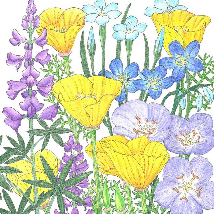 California Native Blue & Gold Wildflower Mix (1/4 lb)