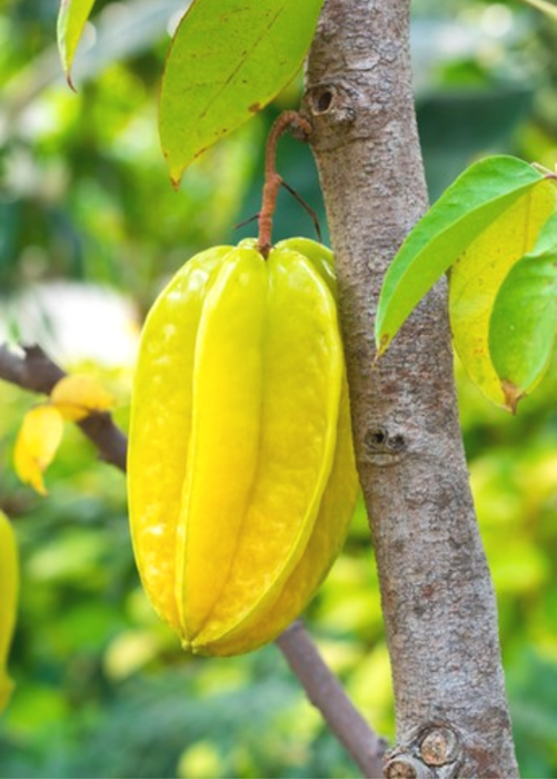 Star Fruit 'Kari' (Averrhoa carambola)