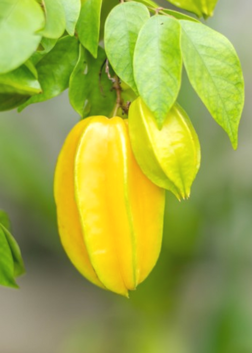 Star Fruit 'Kajang' (Averrhoa carambola)