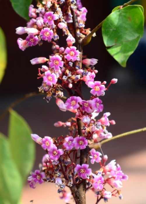 Star Fruit 'Fwang Tung' (Averrhoa carambola)