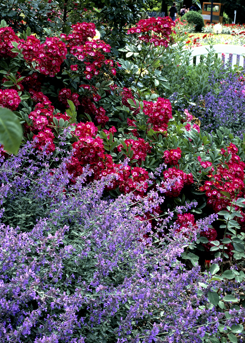 Catnip (Nepeta cataria)