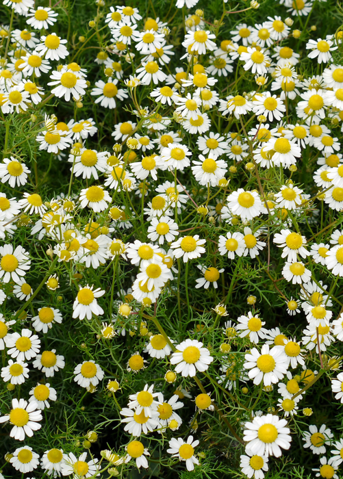 Chamomile (Matricaria chamomilla)