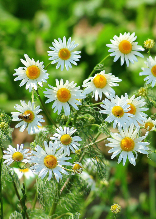 Chamomile (Matricaria chamomilla)