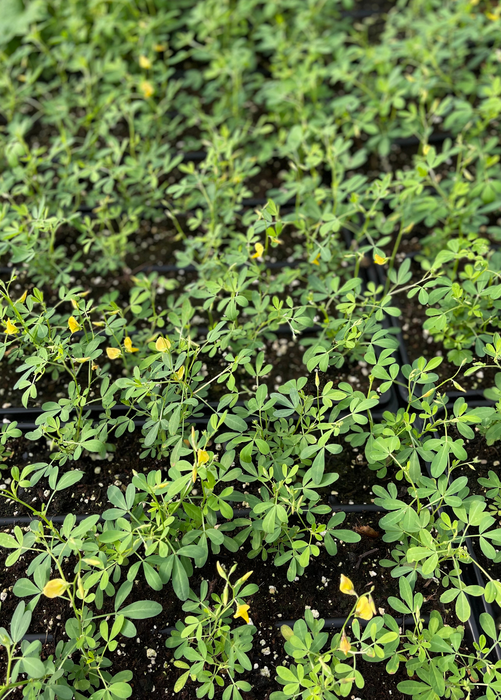 Chipilín (Crotalaria longirostrata)