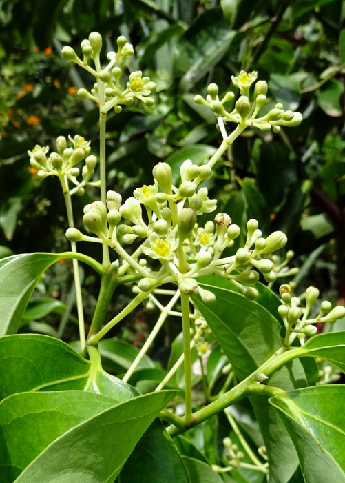 Cinnamon (Cinnamomum verum)