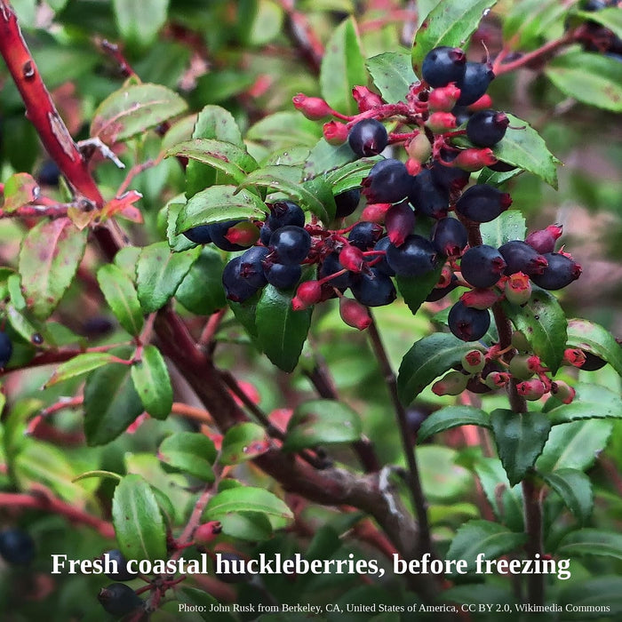 Frozen Coastal Huckleberries, Whole Berries, 5 lb