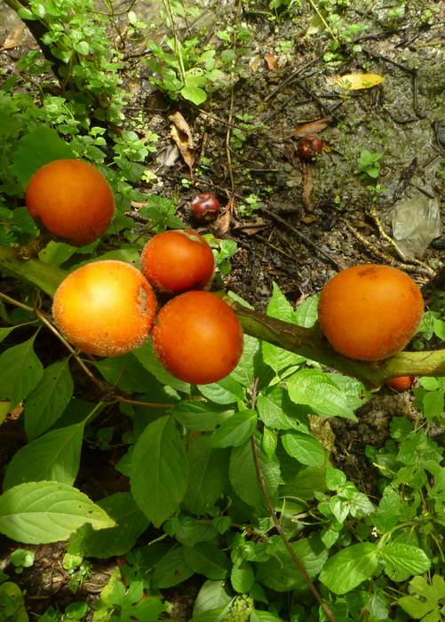 Cocona (Solanum sessiliflorum)