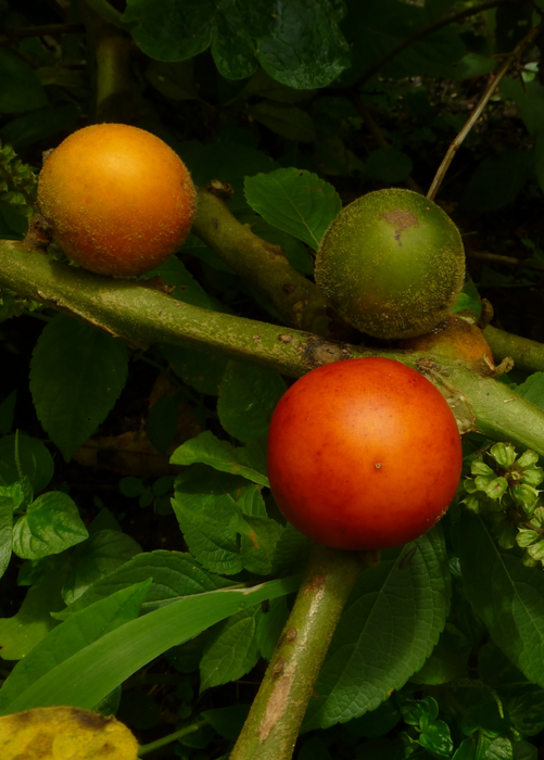 Cocona (Solanum sessiliflorum)