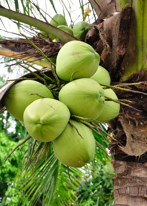 Coconut Palm Tree (Cocos nucifera)