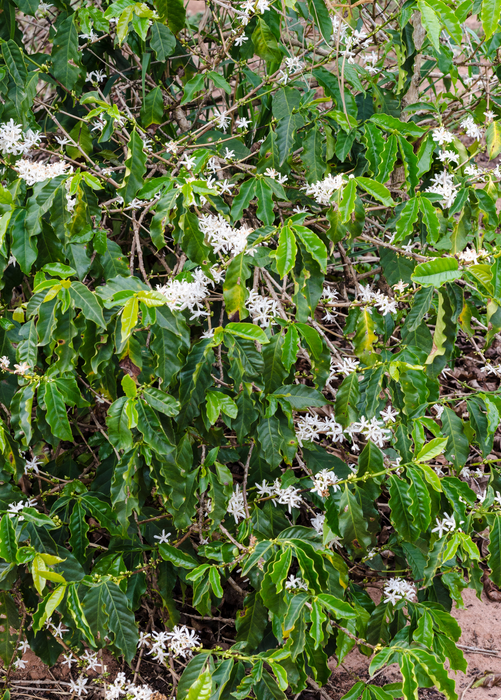 Coffee (Coffea arabica)