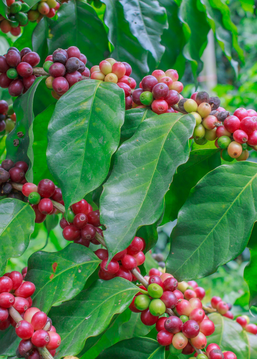 Coffee (Coffea liberica)