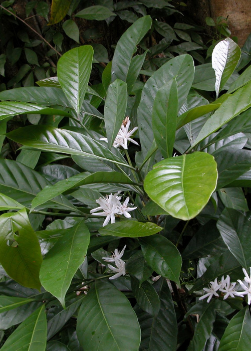 Coffee (Coffea liberica)