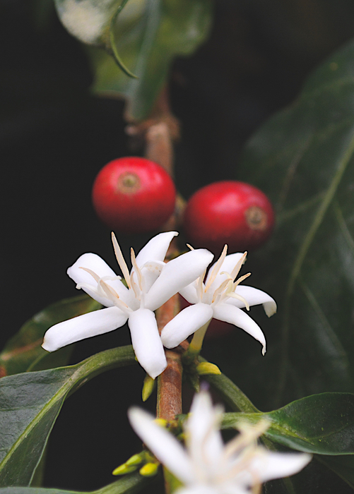 Coffee (Coffea arabica)