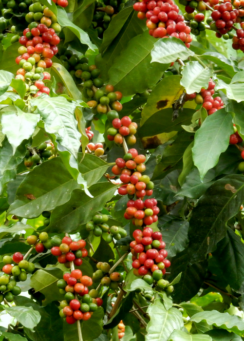 Coffee (Coffea arabica)