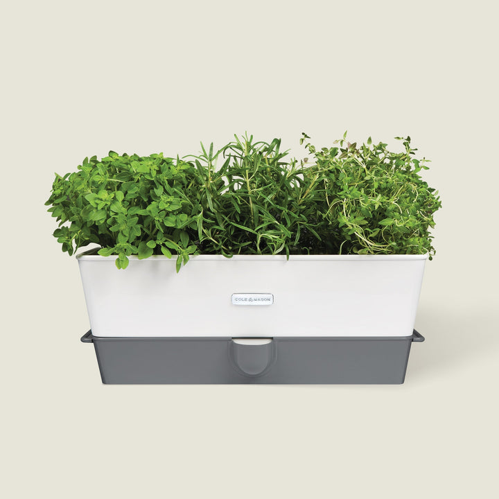Cole & Mason Burwell Herb Keeper