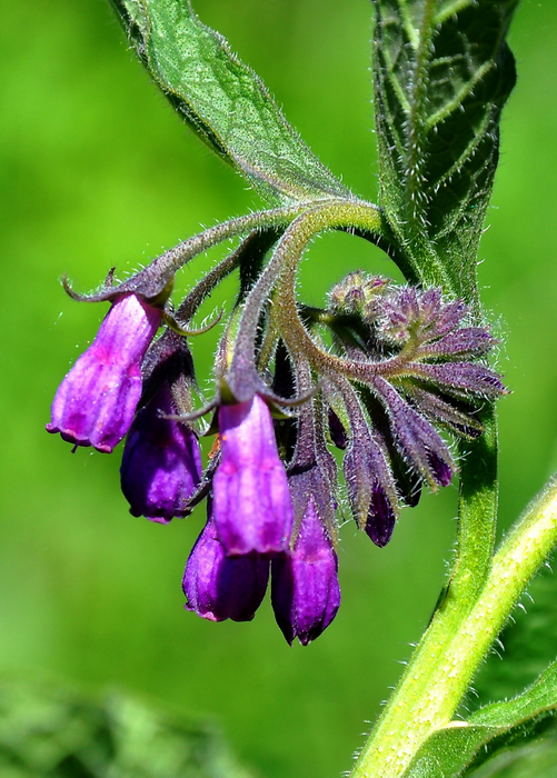 Comfrey (Symphytum uplandicum)