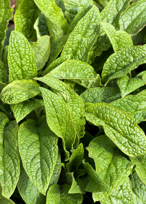 Comfrey (Symphytum uplandicum)