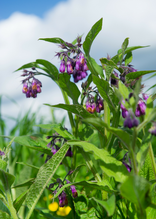 Comfrey (Symphytum uplandicum)