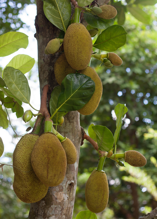 Jackfruit 'Crunchy' (Artocarpus heterophyllus)
