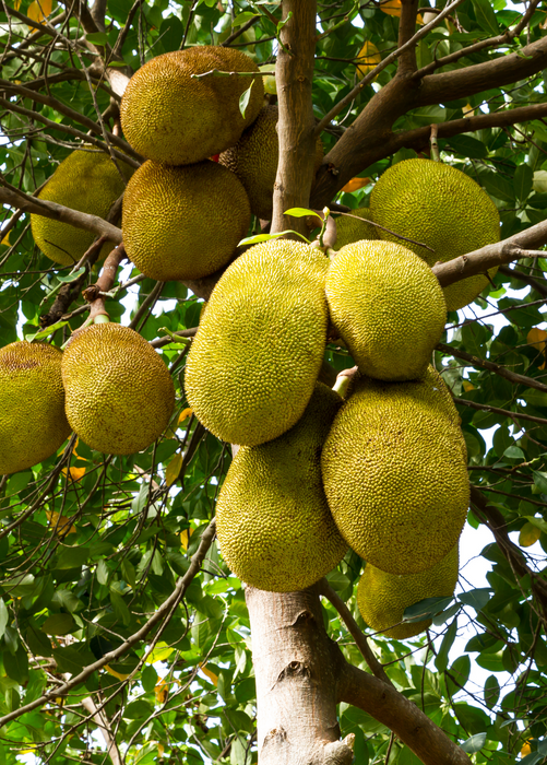 Jackfruit 'Crunchy' (Artocarpus heterophyllus)