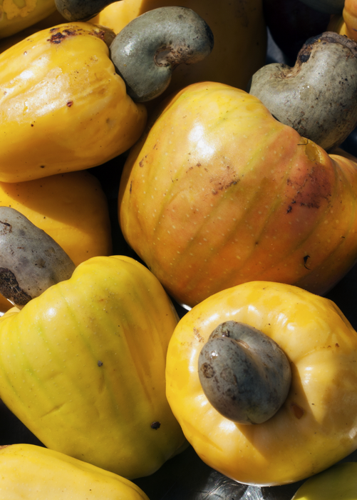 Cashew, Yellow (Anacardium occidentale)