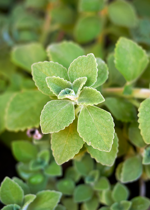 Cuban Oregano (Plectranthus amboinicus)