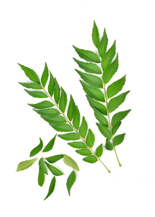 Curry Leaf (Murraya koenigii)