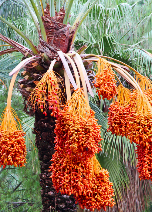 Date Palm (Phoenix dactylifera)