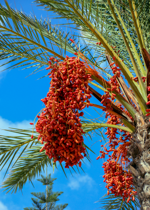 Date Palm (Phoenix dactylifera)