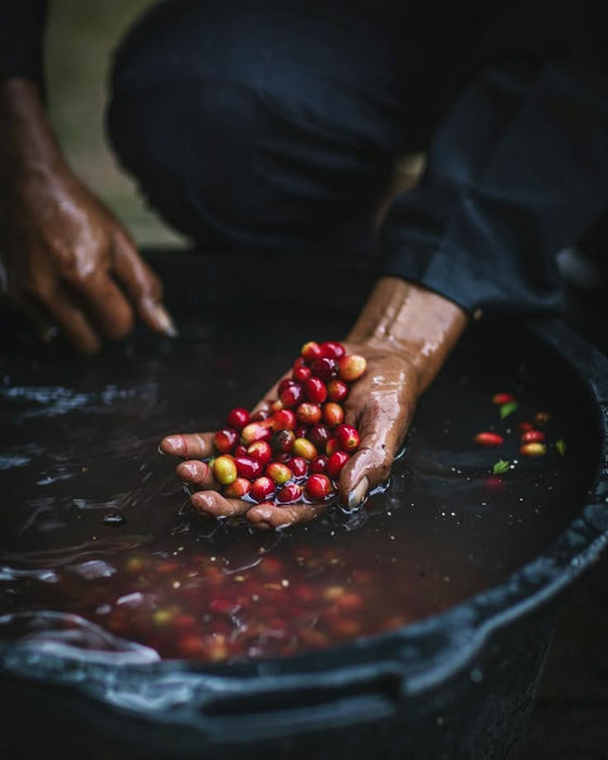 1804: Honduras, Decaf