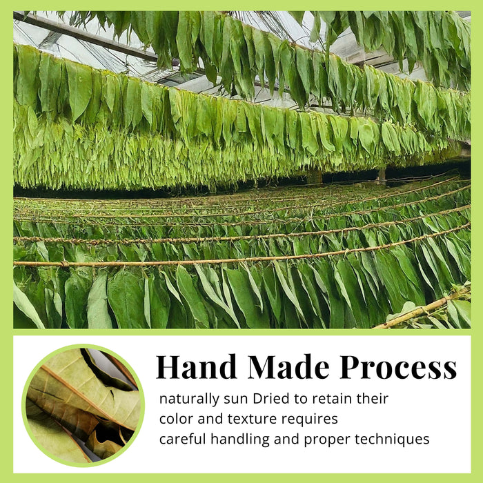 Dried Avocado Leaves, (Hojas De Aguacate) - 2.6oz (75gm). Makes 28 cups