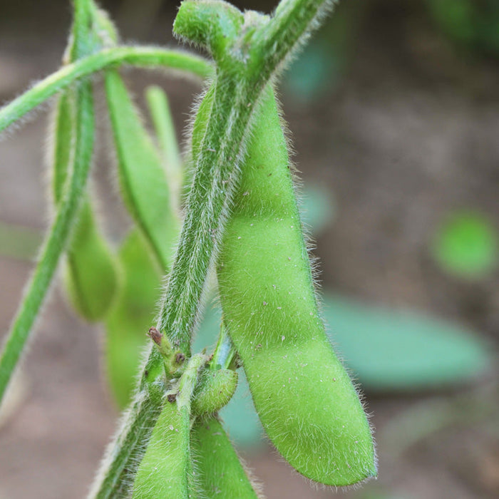 Edamame Soybean Seeds (Organic)