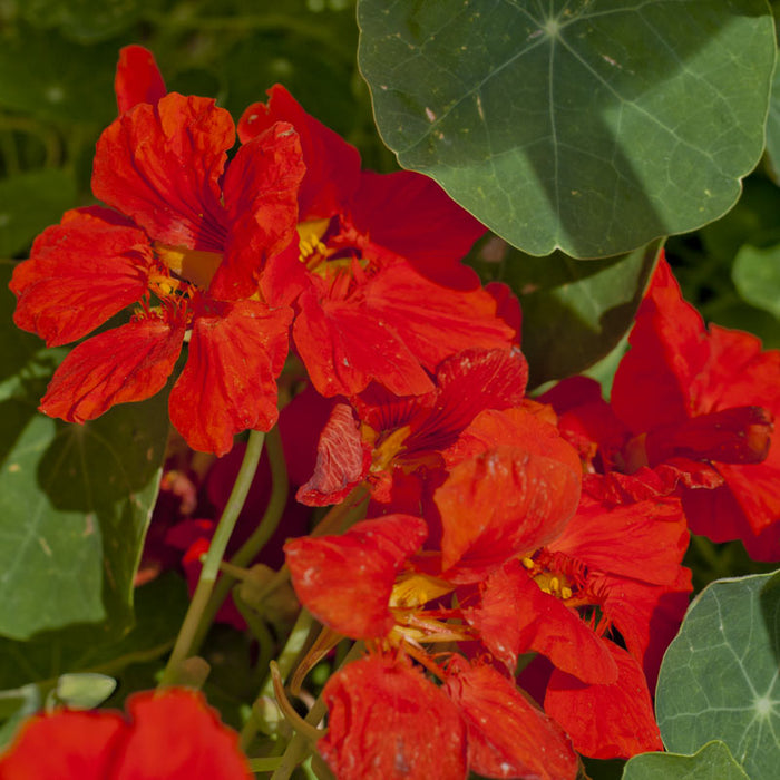 Nasturtium, Dwarf Jewel Mix (lb)