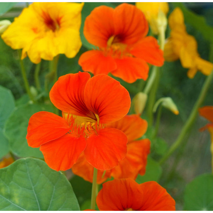 Dwarf Jewel Nasturtium Seeds (Organic)