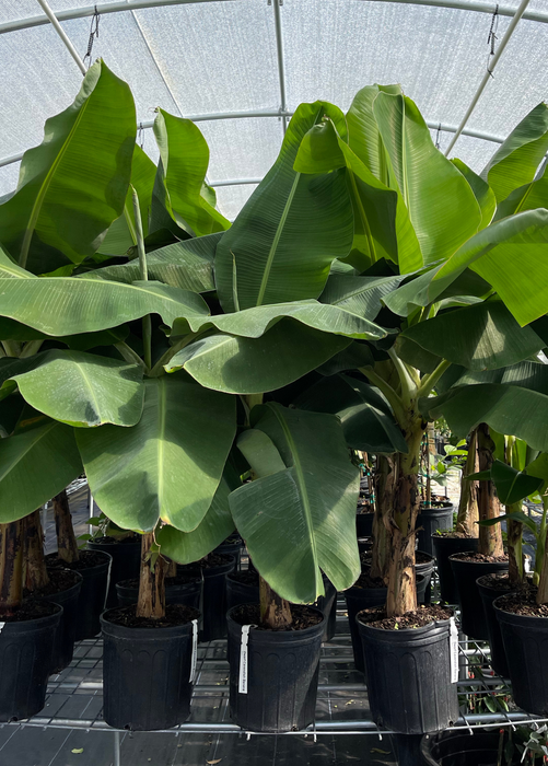 XL Banana Bundle: 'Orinoco' + 'Dwarf Cavendish'