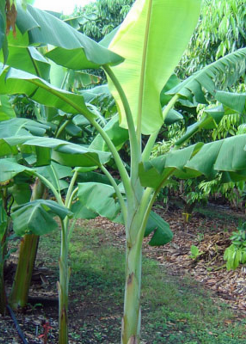 Banana 'Dwarf Orinoco' (Musa acuminata)