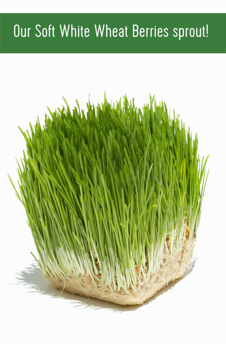 Soft White Wheat Bundle | 100 LB | Certified Glyphosate Residue Free