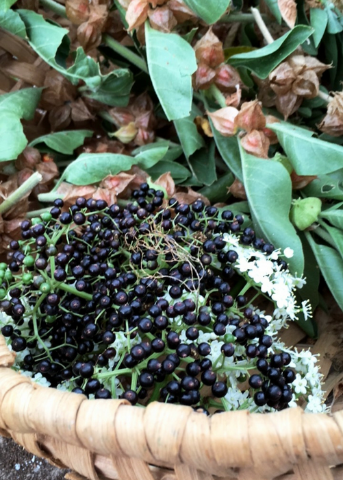 Elderberry, Florida Native (Sambucus canadensis)