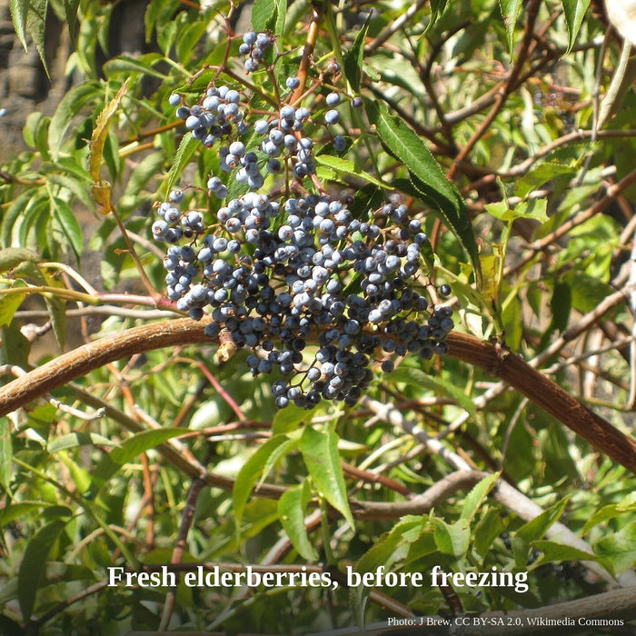 Frozen Elderberries, Whole Berries, 5 lb