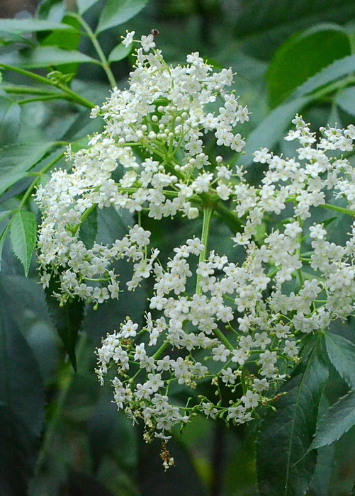 Elderberry, Florida Native (Sambucus canadensis)