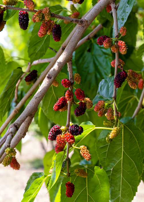 Mulberry 'Everbearing' (Morus nigra)